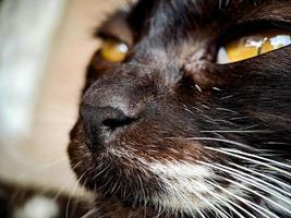 macro of a black and white cat relaxing on the terrace of the house, the texture of the cat's fur is soft and beautiful. photo