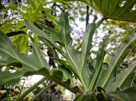 Monstera deliciosa, Swiss cheese plant or split leaf philodendron is an aspecies of flowering plant native to the tropical forests of southern Mexico photo
