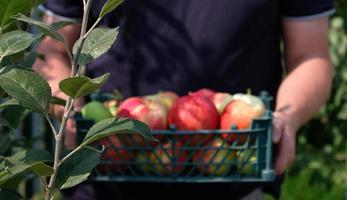 Farmer holding a plastic crate with freshly picked apples. Harvesting fruit in garden at autumn. Red apple from organic farm. Red yellow apples in a plastic crate. Template for advertising. Close-up. photo