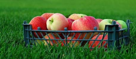 Red yellow apples in a plastic crate on the green grass. Harvesting fruit in garden at autumn, harvest festival season. Apples from organic farm. Template for advertising. photo