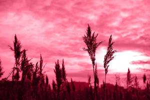 Golden reeds sway in the wind. Pattern with red colors. Minimal, stylish, trend concept. Golden sedge grass, dry reed, reed layer, reed seeds. Color Of The Year 2023 - Viva Magenta photo