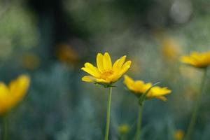 yellow flower in a field photo