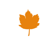 Autumn  maple leaves. PNG illustration with transparent background.