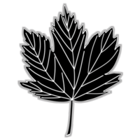 Autumn  maple leaves. PNG illustration with transparent background.