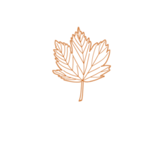 feuilles d'érable d'automne. illustration png avec fond transparent.