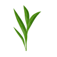 Element Leaf shape PNG transparent