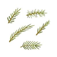 Evergreen tree branches set. Fir tree, coniferous, pine. Thorny leaves. Vector illustration clipart.