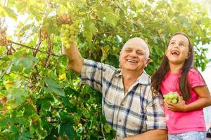 abuelo y nieta cosechan uvas en un viñedo foto