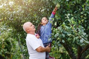 concepto de agricultura, jardinería, vejez y personas - invernadero de hombres mayores en la granja foto