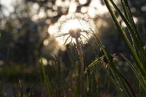 Abstract photo of fluffy dandelion growing in field on a background of cloudy sky. Summer or spring natural background.