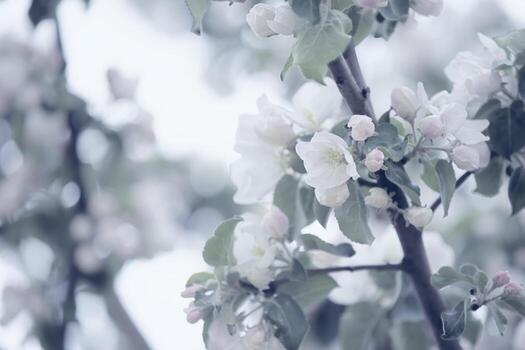 Branches of a blossoming apple tree with a polarizing filter. photo