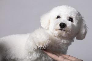 Bichon dog looking at the camera. photo