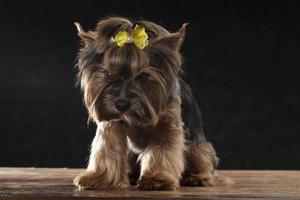 Yorkie terrier in the studio on a black background. Charming dog with a beautiful pedigree coat and a yellow bow. photo