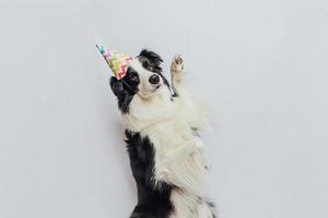 concepto de fiesta de feliz cumpleaños. Gracioso lindo cachorro border collie con sombrero tonto de cumpleaños aislado sobre fondo blanco. perro mascota el día del cumpleaños. foto