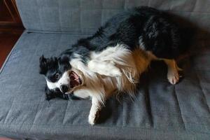 lindo cachorro border collie acostado jugando con cara divertida en el sofá en casa en el interior. perro mascota descansando listo para dormir en un cómodo sofá. cuidado de mascotas y concepto de animales. perro emocional divertido. foto