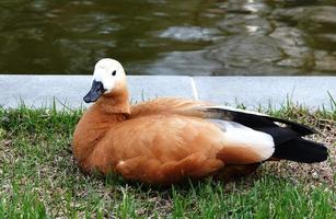 Duck sitting on a grass near lake photo