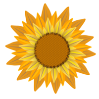 sunflower on PNG background