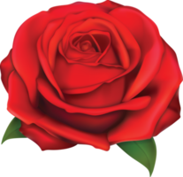 Scarlet rose flowers png