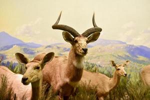 New York, USA - January 29, 2017 -  Antelope model at the American museum of Natural History. It is one of the the largest museums in the world. photo
