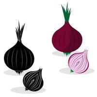 illustration of onion in color and BW vector