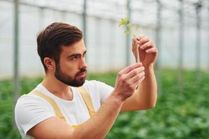 planta dentro del tubo de ensayo con agua. joven trabajador de invernadero con uniforme amarillo tiene trabajo dentro del invernadero foto