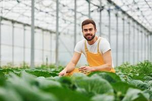 cuidando el repollo. joven trabajador de invernadero con uniforme amarillo tiene trabajo dentro del invernadero foto