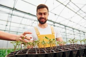 la mano de la mujer regando las plantas. con soporte negro en las manos. joven trabajador de invernadero con uniforme amarillo tiene trabajo dentro del invernadero foto