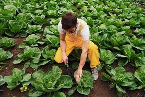 Taking care of cabbage. Young greenhouse worker in yellow uniform have job inside of hothouse photo