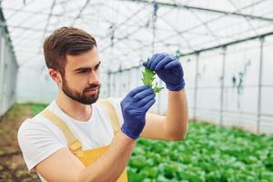 Looks at plant in hands. Young greenhouse worker in yellow uniform have job inside of hothouse photo