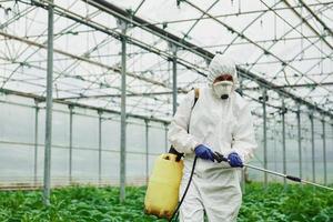 Young greenhouse female worker in full white protective uniform watering plants inside of hothouse photo