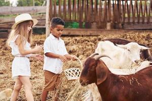 lindo niño afroamericano con niña europea está en la granja con cabras foto