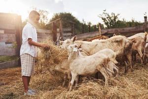 lindo niño afroamericano está en la granja en verano con cabras foto