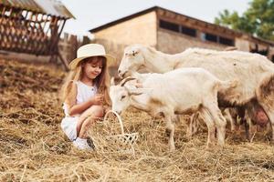 Little girl in white clothes is on the farm at summertime outdoors with goats photo
