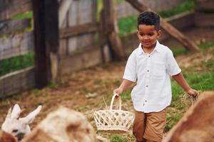 clima cálido. lindo niño afroamericano está en la granja en verano con cabras foto