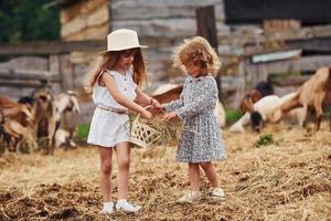 Two little girls together on the farm at summertime having weekend with goats photo