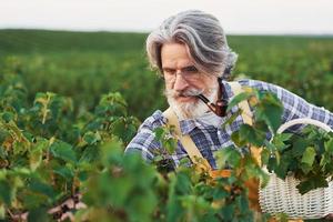 Smoking and taking care of harvest. Portrait of senior stylish man with grey hair and beard on the agricultural field photo