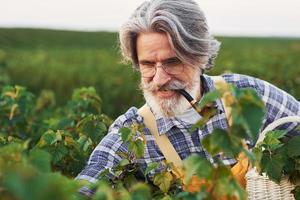 Smoking and taking care of harvest. Portrait of senior stylish man with grey hair and beard on the agricultural field photo