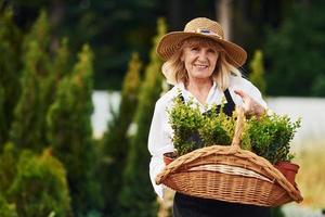 Taking plants in pots by using basket. Senior woman is in the garden at daytime. Conception of plants and seasons photo