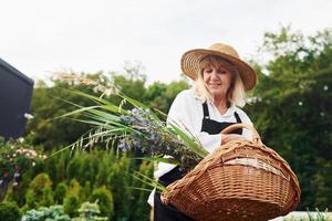 Wooden basket. Senior woman is in the garden at daytime. Conception of plants and seasons photo
