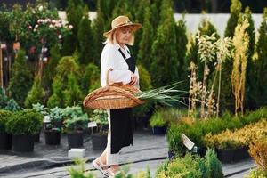 With basket in hands. Senior woman is in the garden at daytime. Conception of plants and seasons photo