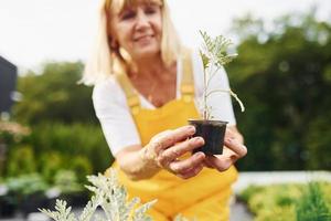 Work day. In yellow colored uniform. Senior woman is in the garden at daytime. Conception of plants and seasons photo