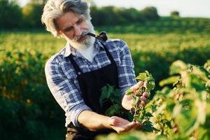 fumando y mirando bayas. hombre elegante senior con cabello gris y barba en el campo agrícola con cosecha foto