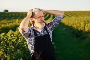 Standing and smoking. Senior stylish man with grey hair and beard on the agricultural field with harvest photo