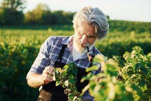 Smoking and looking at berries. Senior stylish man with grey hair and beard on the agricultural field with harvest photo