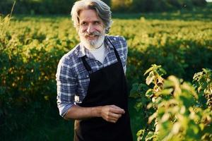 Senior stylish man with grey hair and beard on the agricultural field with harvest photo