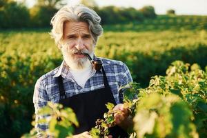 Smoking and looking at berries. Senior stylish man with grey hair and beard on the agricultural field with harvest photo