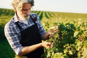 Smoking and looking at berries. Senior stylish man with grey hair and beard on the agricultural field with harvest photo