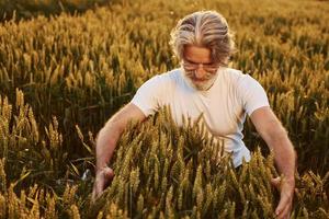 mira la cosecha fresca. hombre mayor elegante con pelo gris y barba en el campo agrícola foto