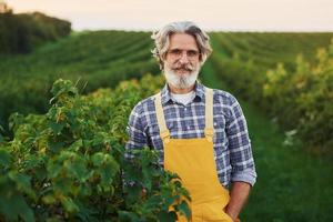 In yellow uniform. Senior stylish man with grey hair and beard on the agricultural field with harvest photo