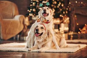 dos lindos golden retrievers juntos en casa. celebrando el año nuevo foto